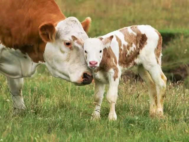 Bovine FMDV-A Ab Test Bovine FMDV-A Ab Test