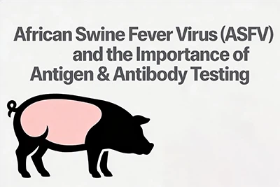 African Swine Fever Virus (ASFV) thiab qhov tseem ceeb ntawm Antigen & Antibo...